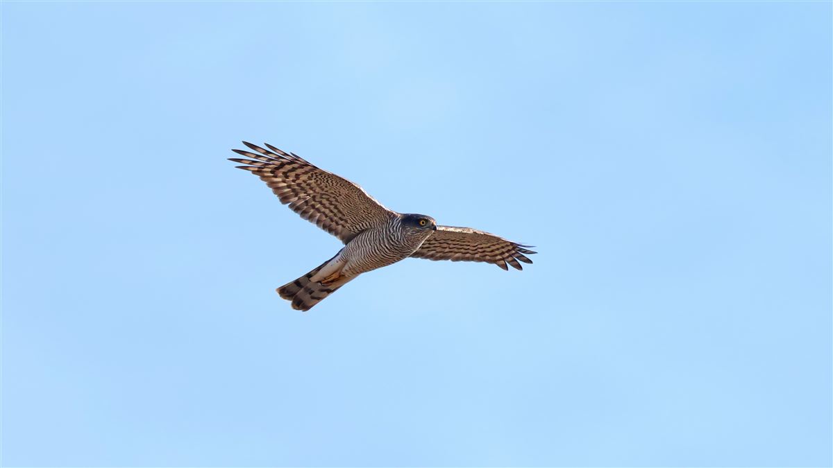 Eurasian Sparrowhawk