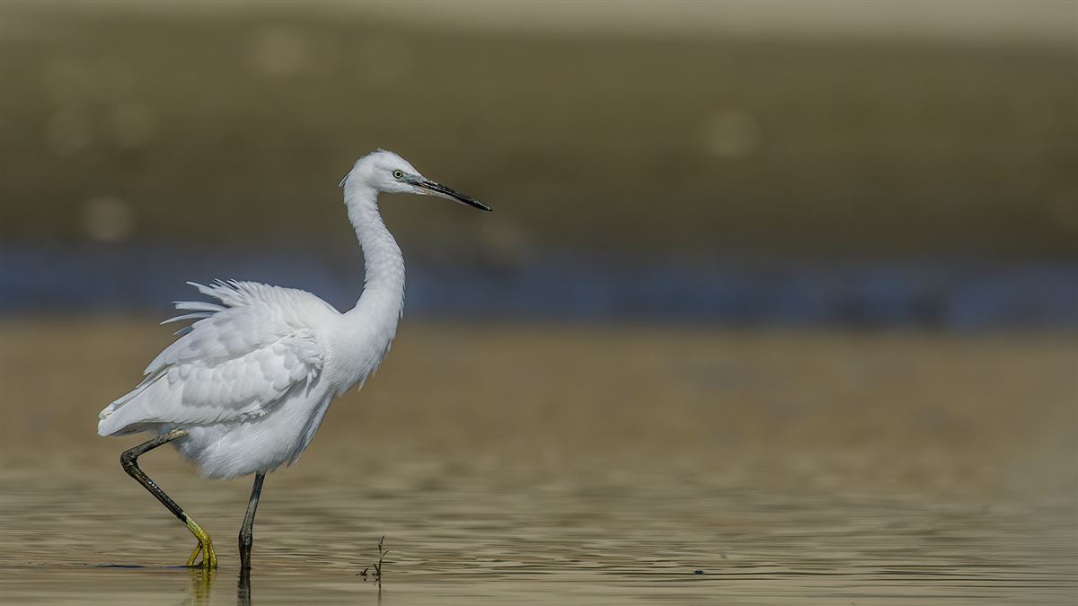 Little Egret