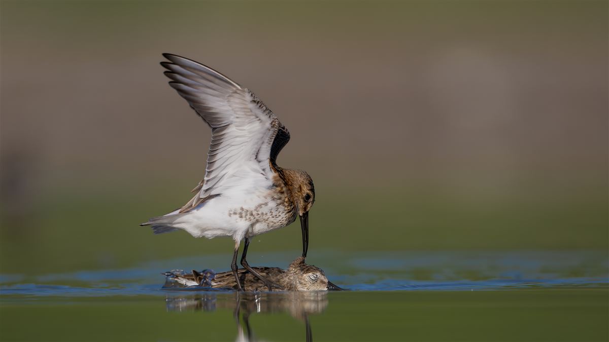 Dunlin