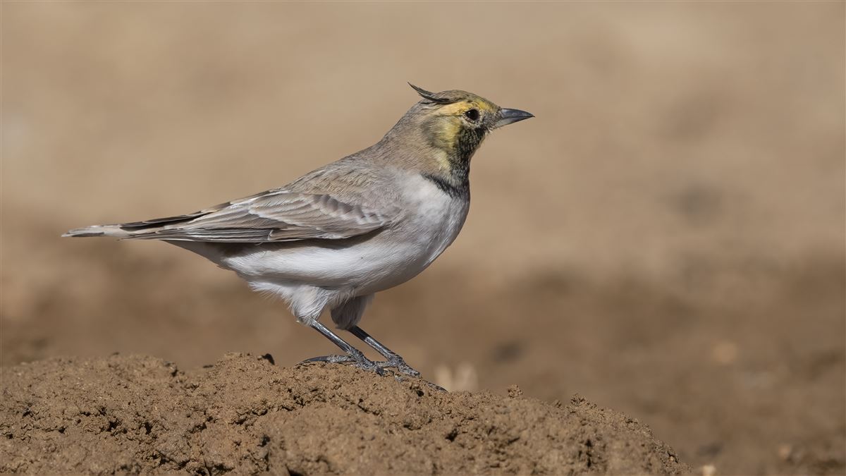 Horned Lark