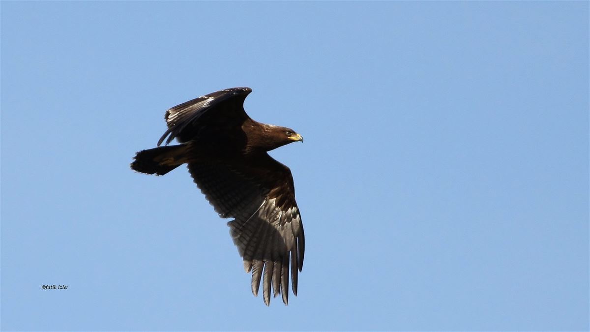 Greater Spotted Eagle