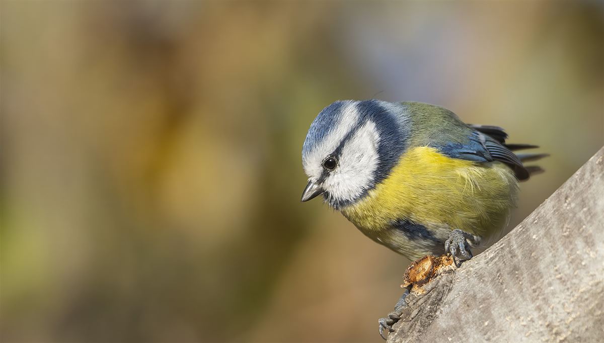 Eurasian Blue Tit