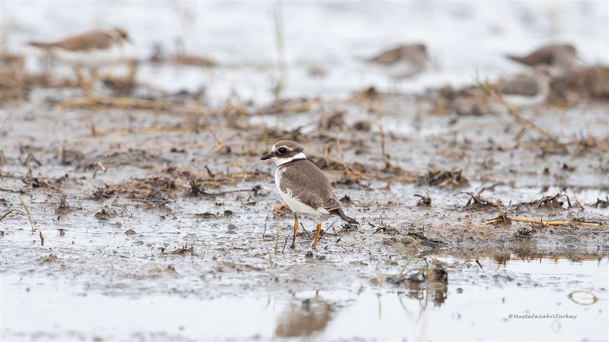 Common Ringed Plover