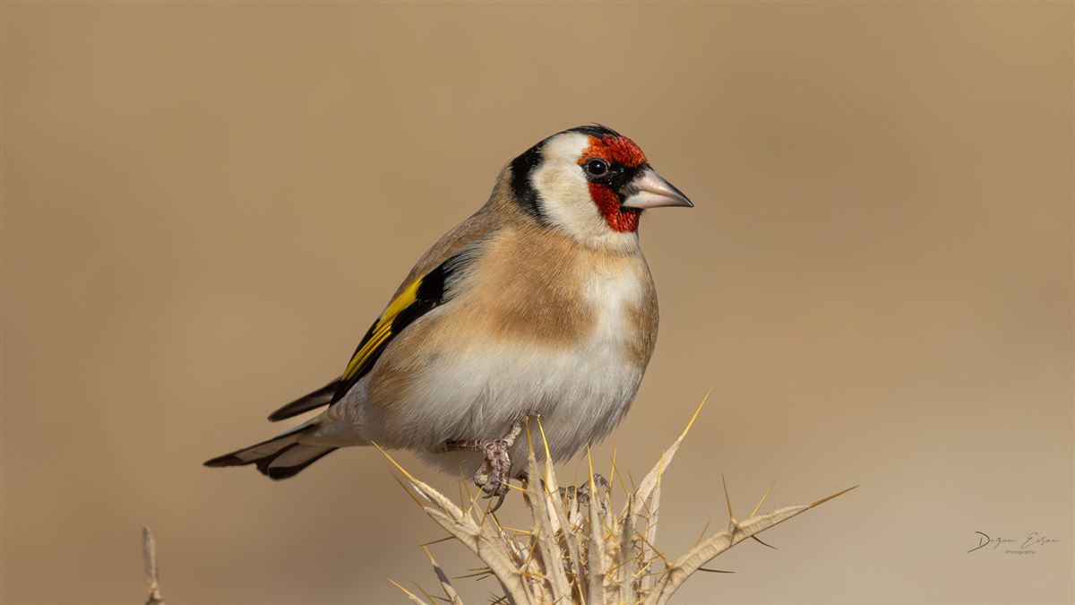 European Goldfinch