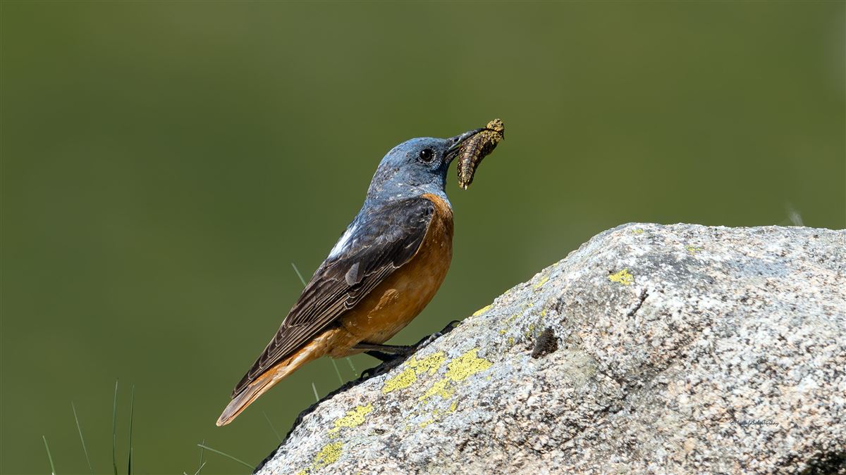 Common Rock Thrush