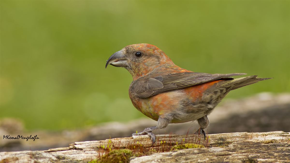 Red Crossbill