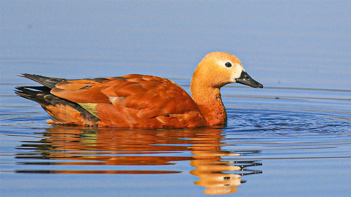 Ruddy Shelduck