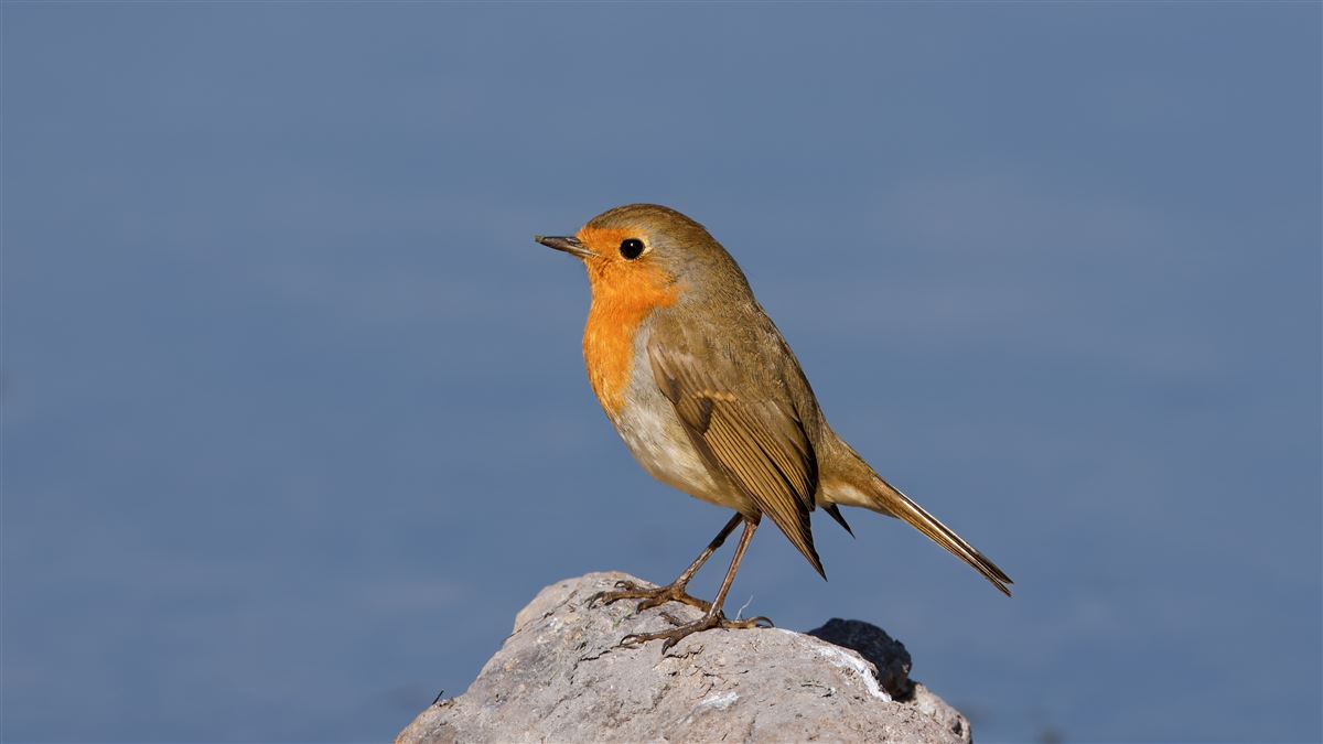 European Robin