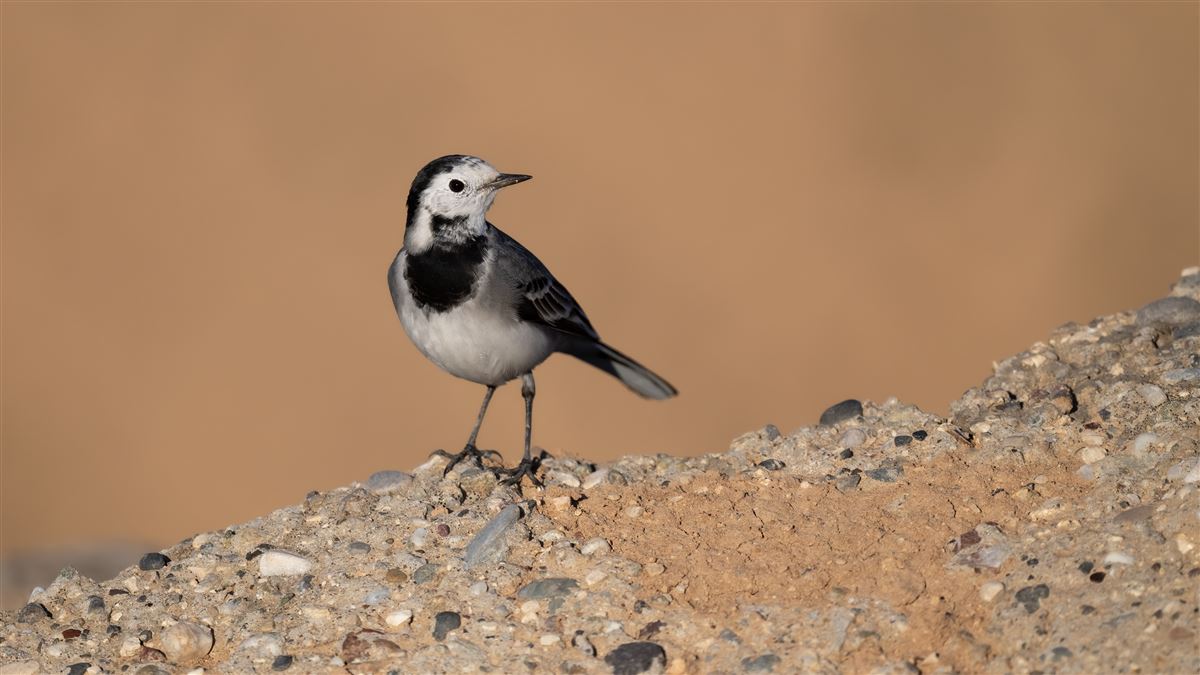 White Wagtail