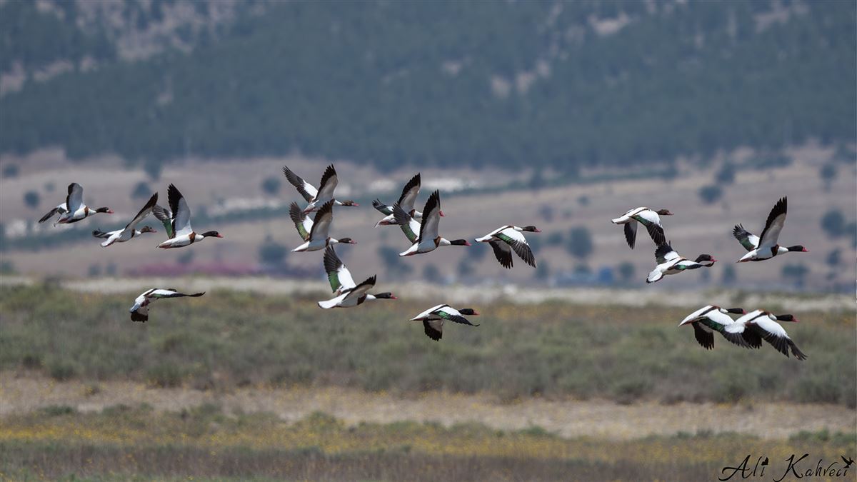 Common Shelduck