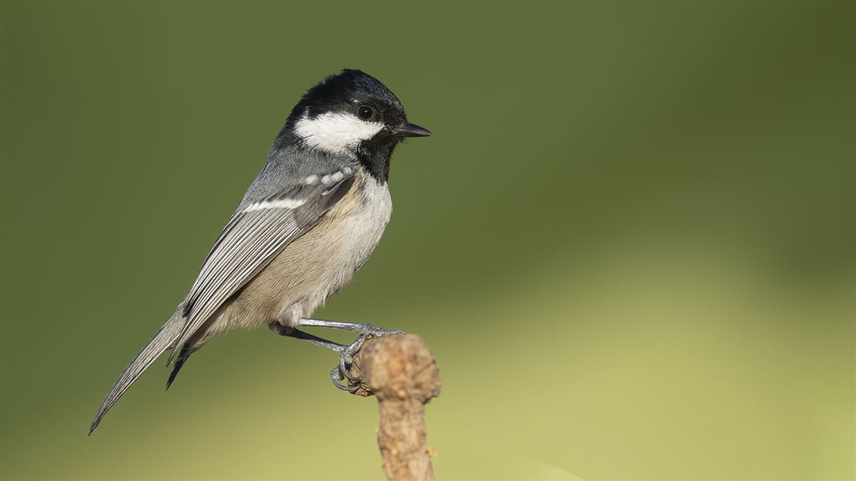 Coal Tit