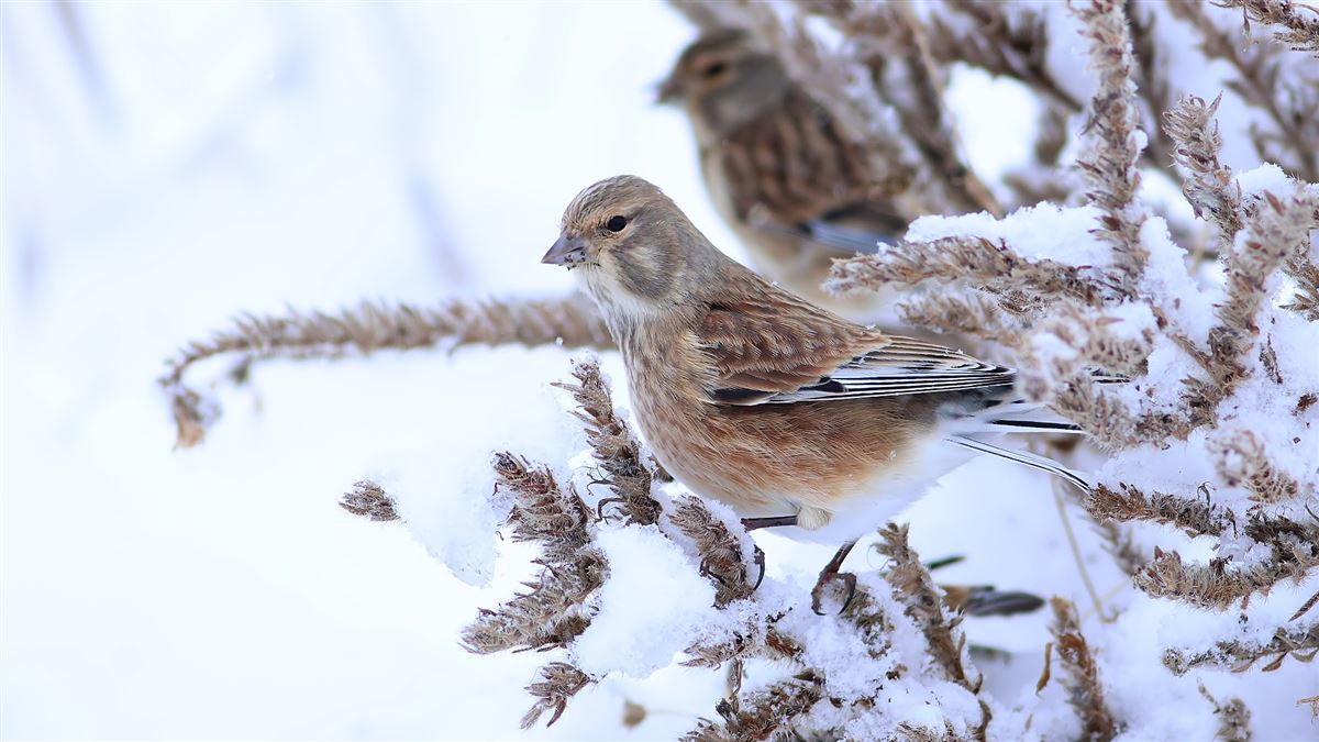 Common Linnet