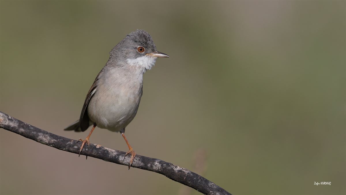 Common Whitethroat