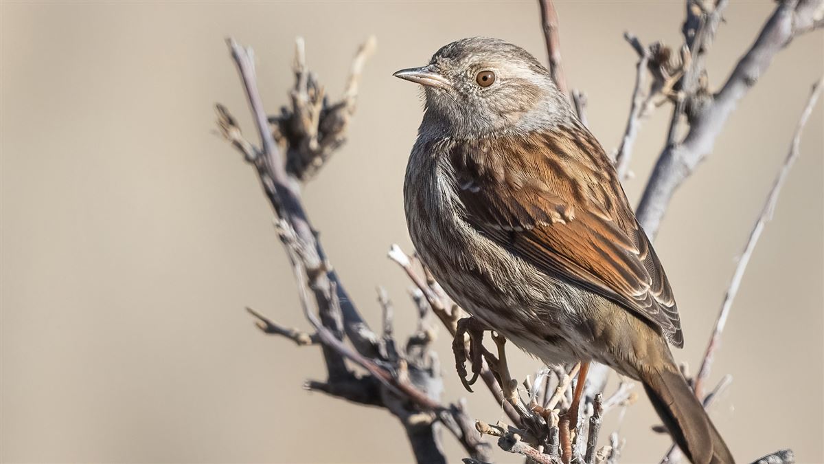 Dunnock
