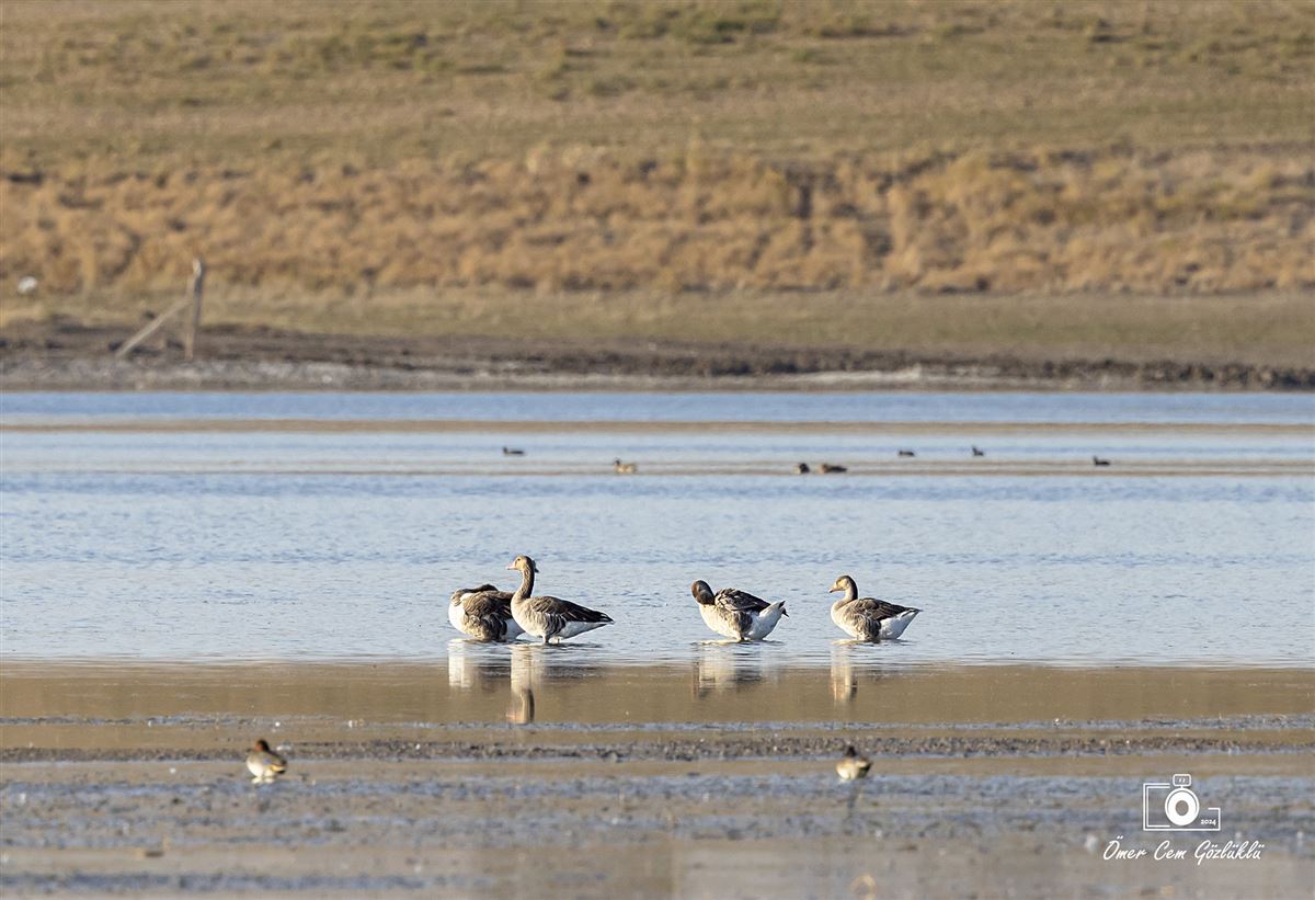 Greylag Goose