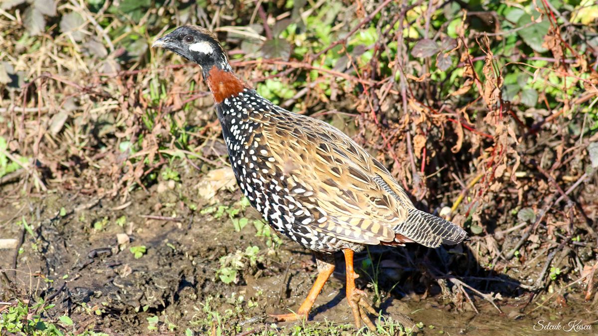 Black Francolin