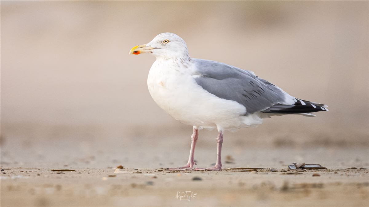 European Herring Gull