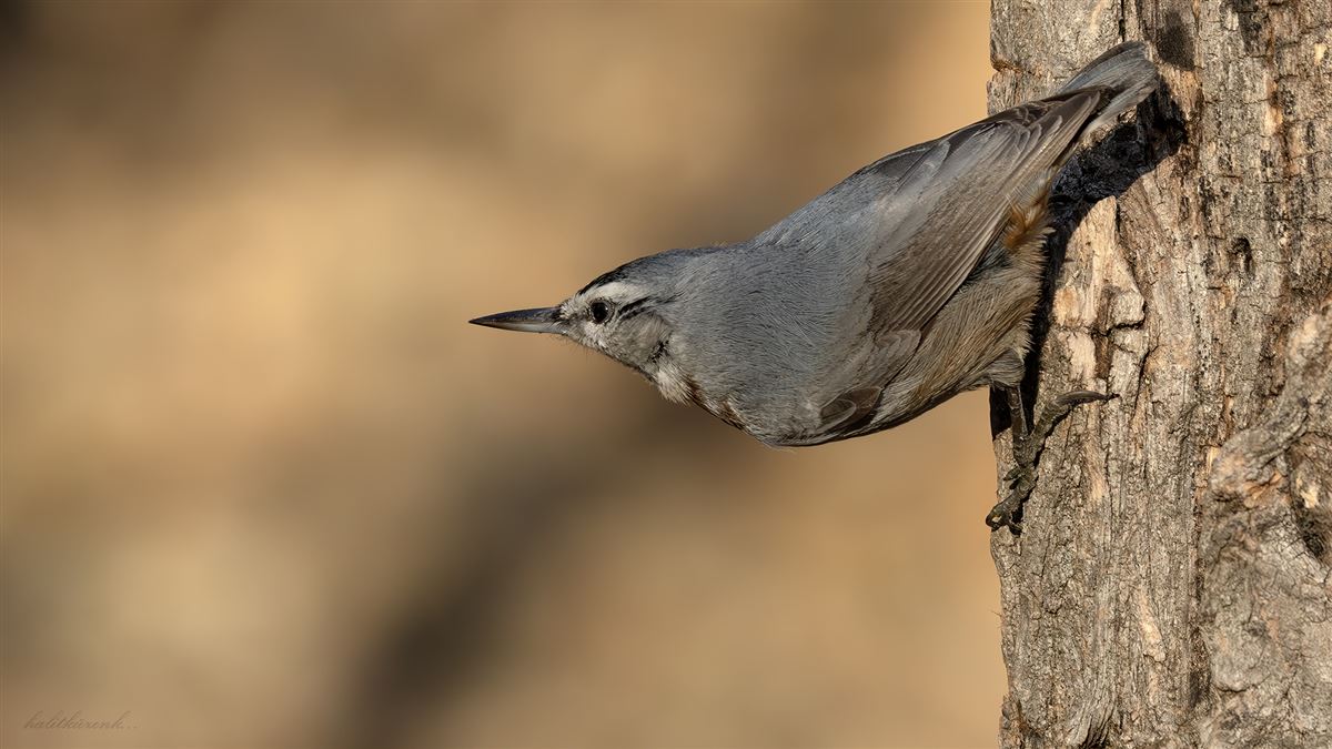 Krüper`s Nuthatch