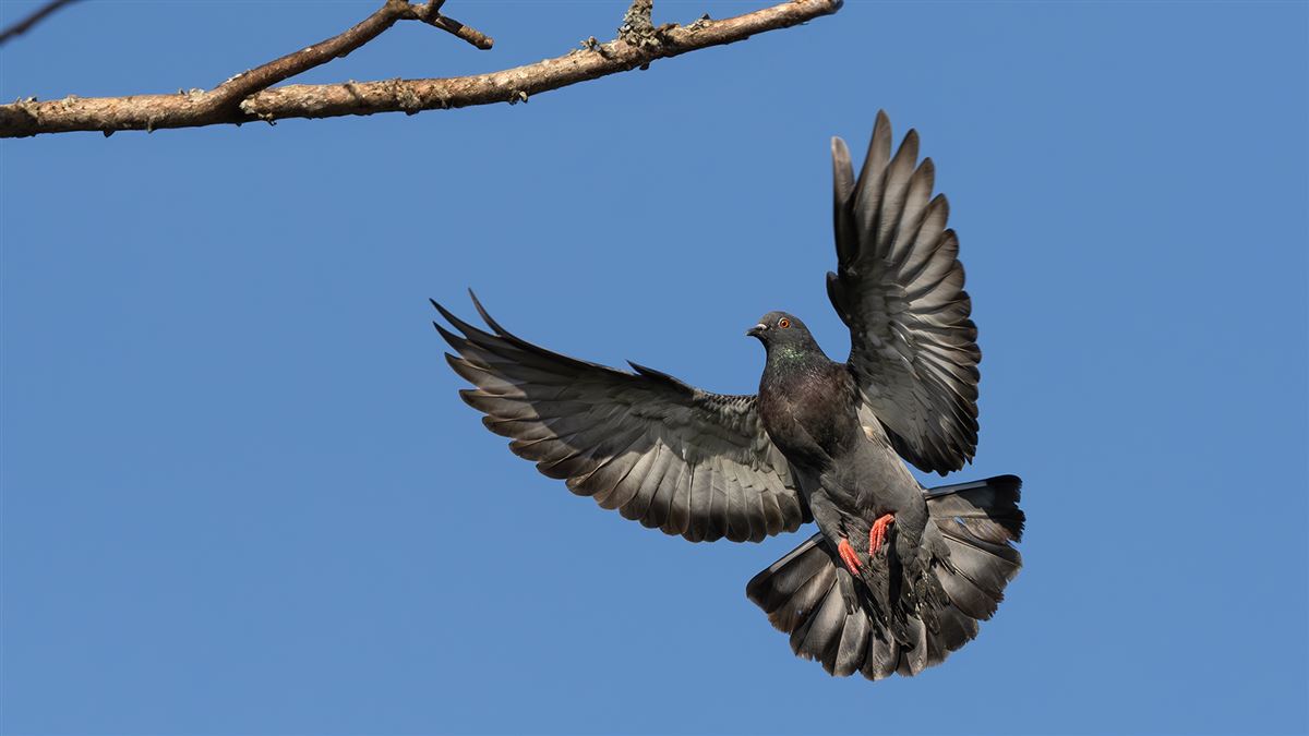 Rock Dove