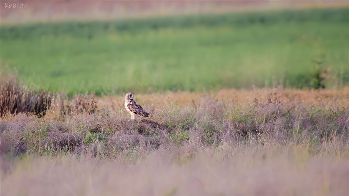 Short-eared Owl
