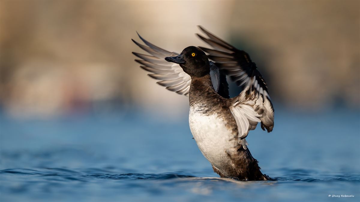 Tufted Duck
