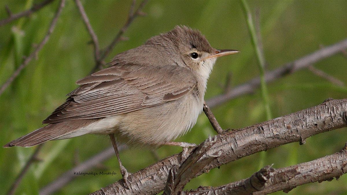Sykes`s Warbler