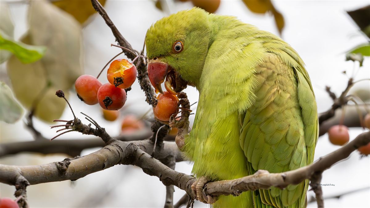Rose-ringed Parakeet