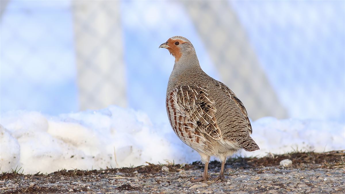 Grey Partridge