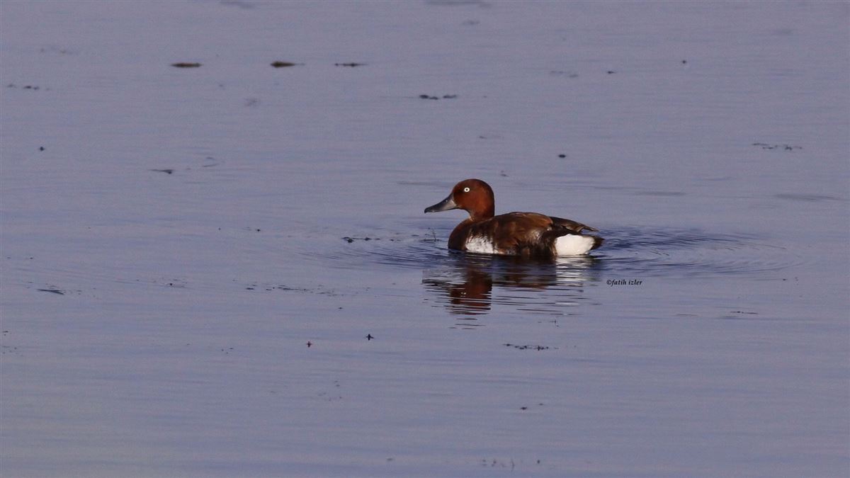Ferruginous Duck