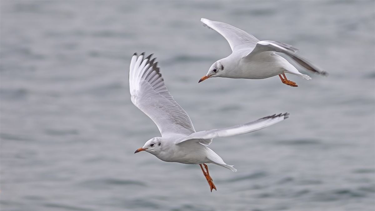Black-headed Gull