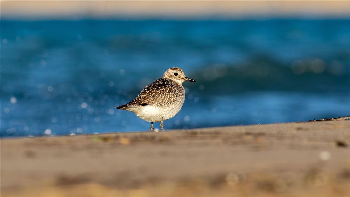 Grey Plover