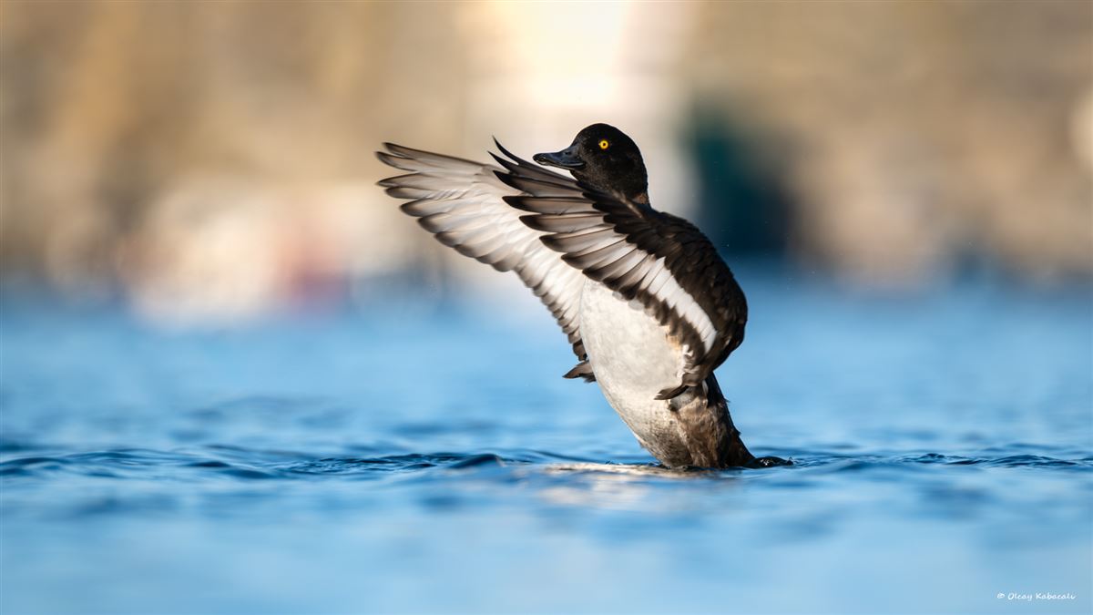 Tufted Duck