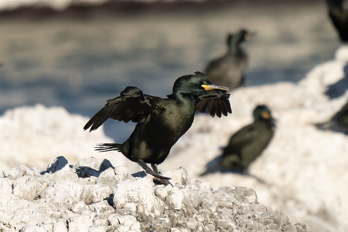 European Shag