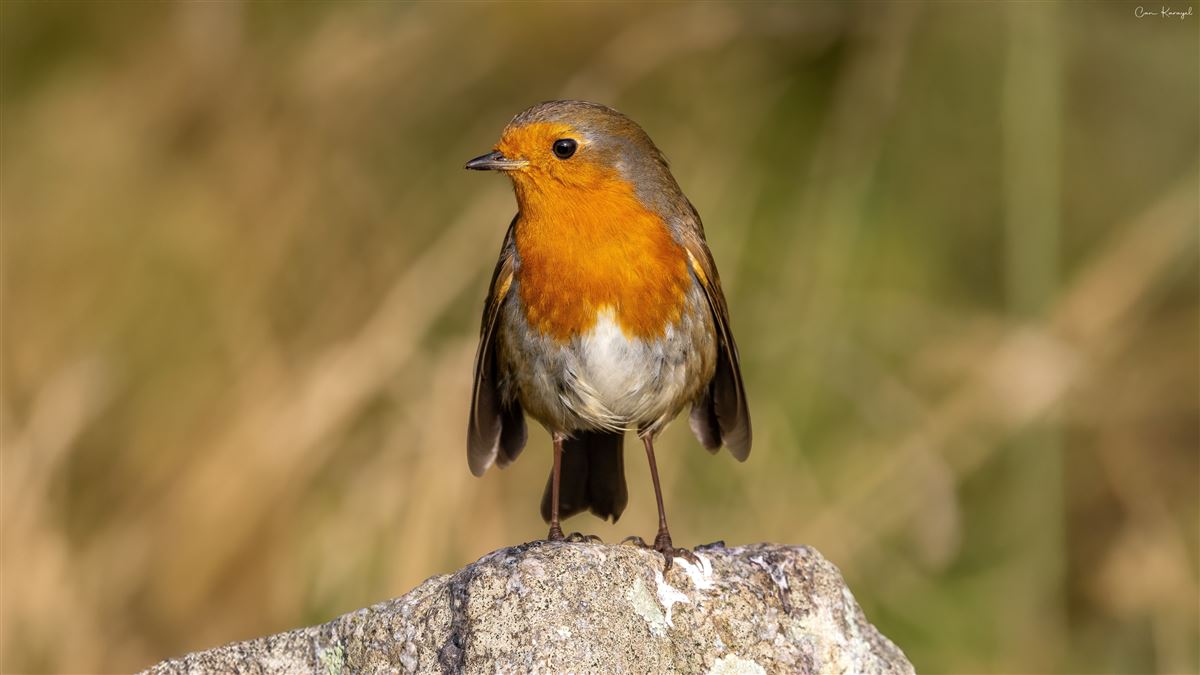 European Robin