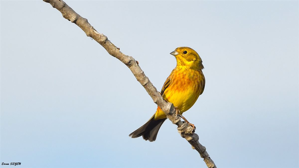 Yellowhammer