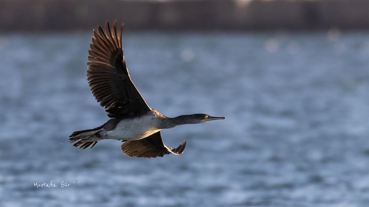 European Shag