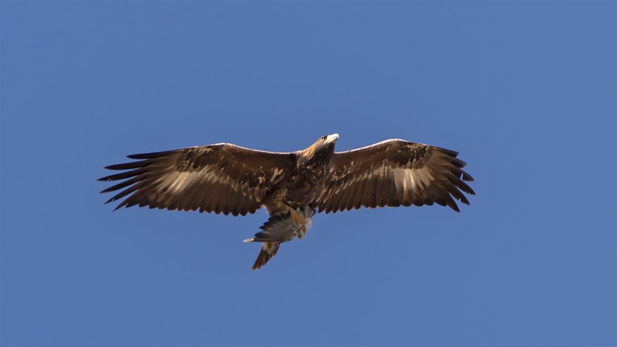 Golden Eagle