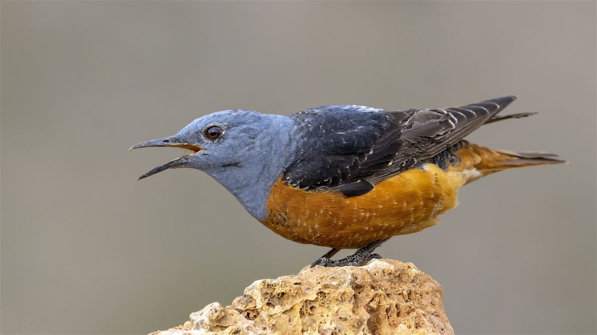 Common Rock Thrush
