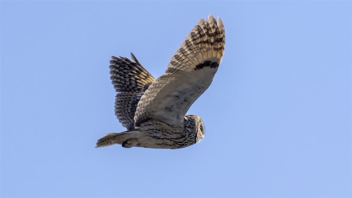 Long-eared Owl