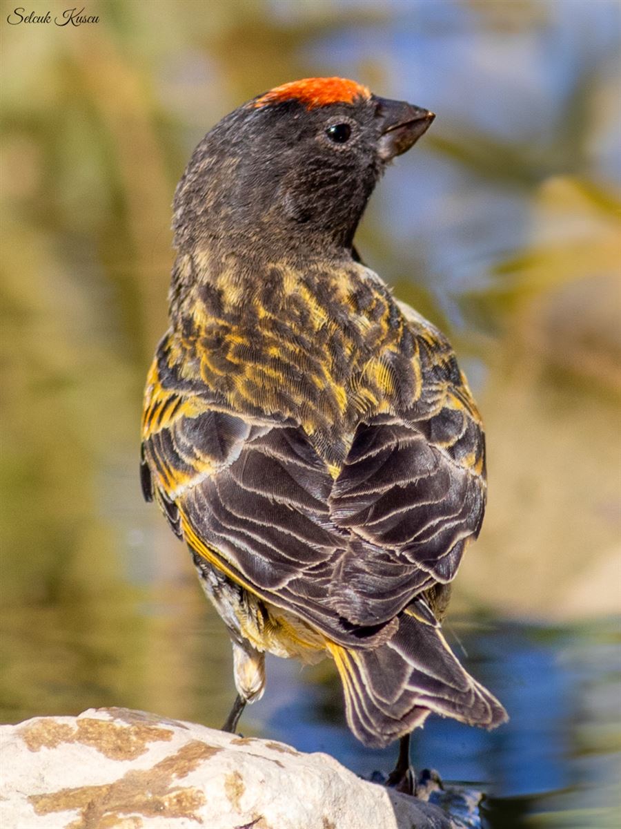 Red-fronted Serin