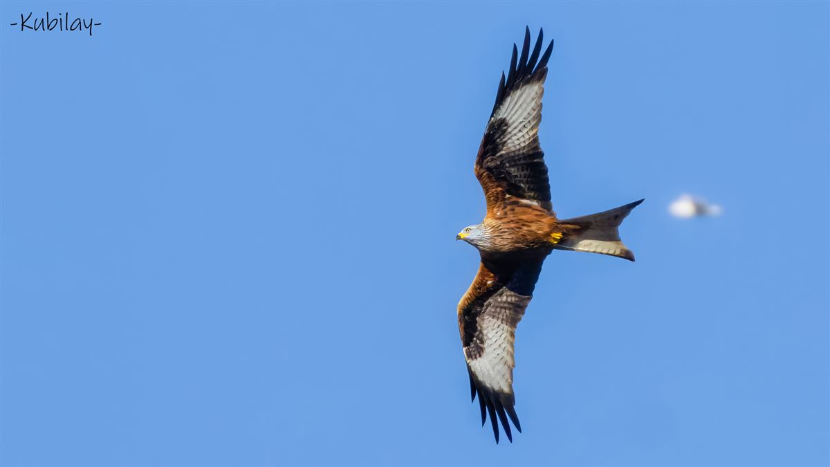Red Kite