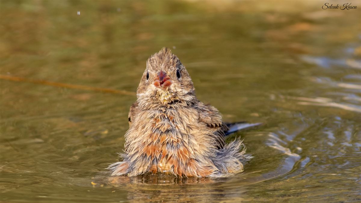 Ortolan Bunting