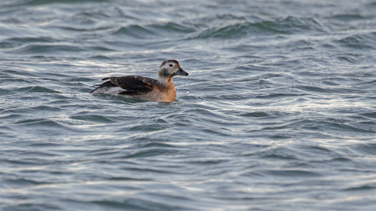 Long-tailed Duck