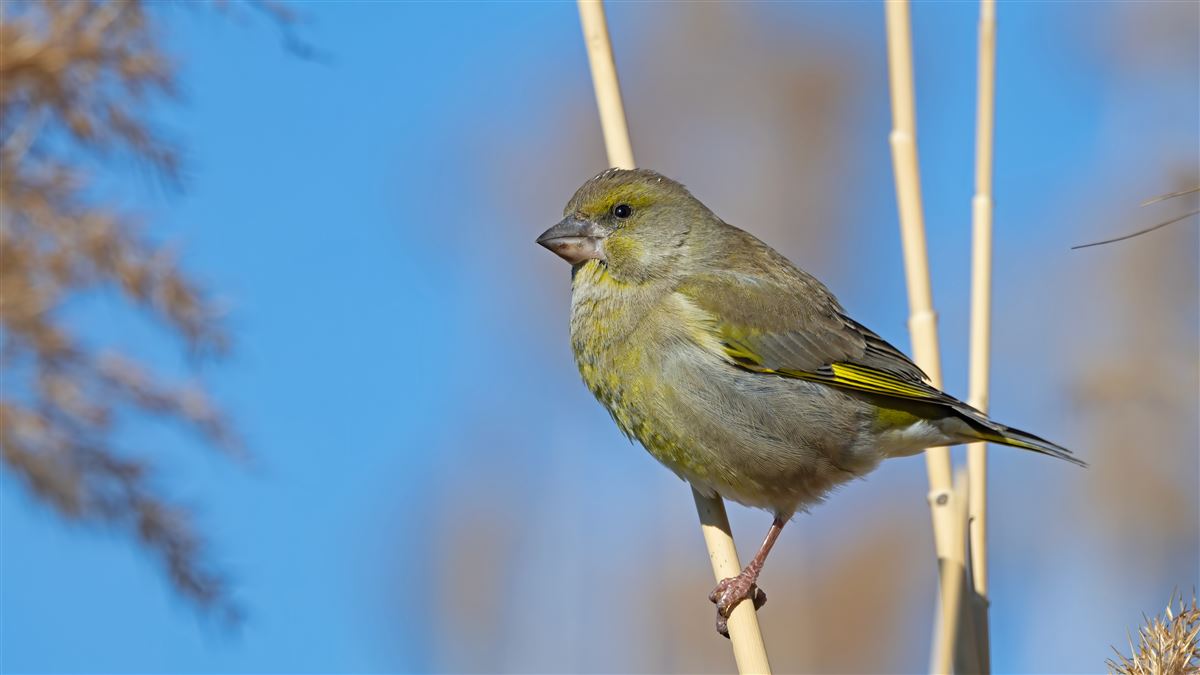 European Greenfinch