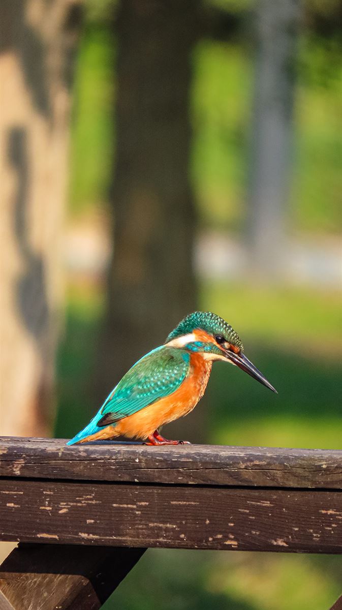 Common Kingfisher