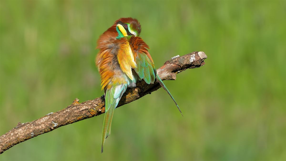 European Bee-eater