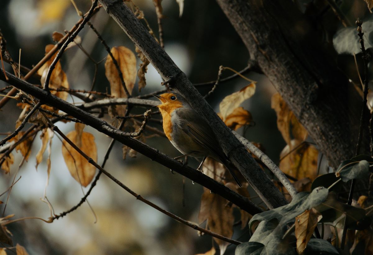 European Robin