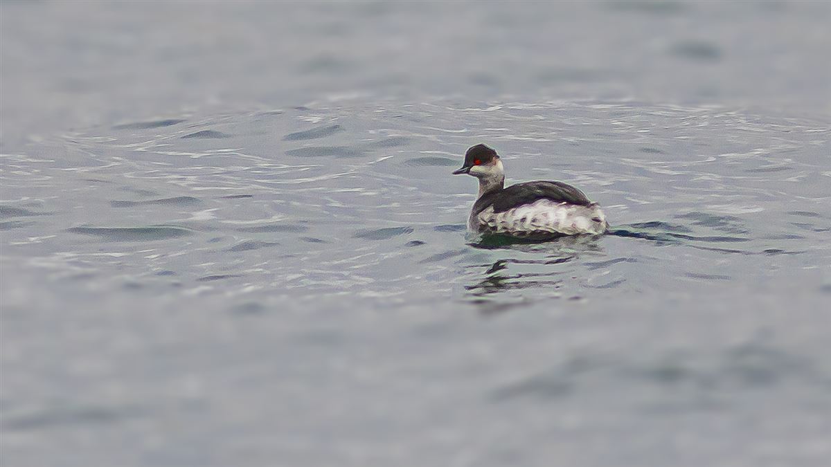 Black-necked Grebe