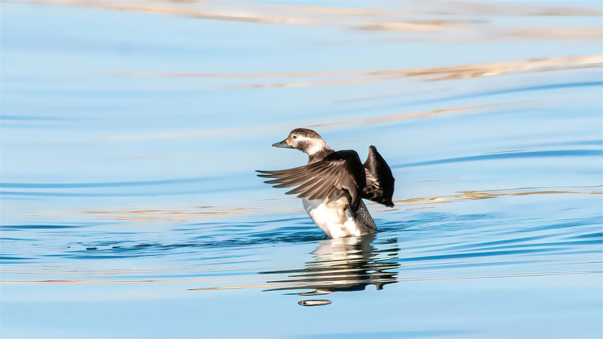 Long-tailed Duck