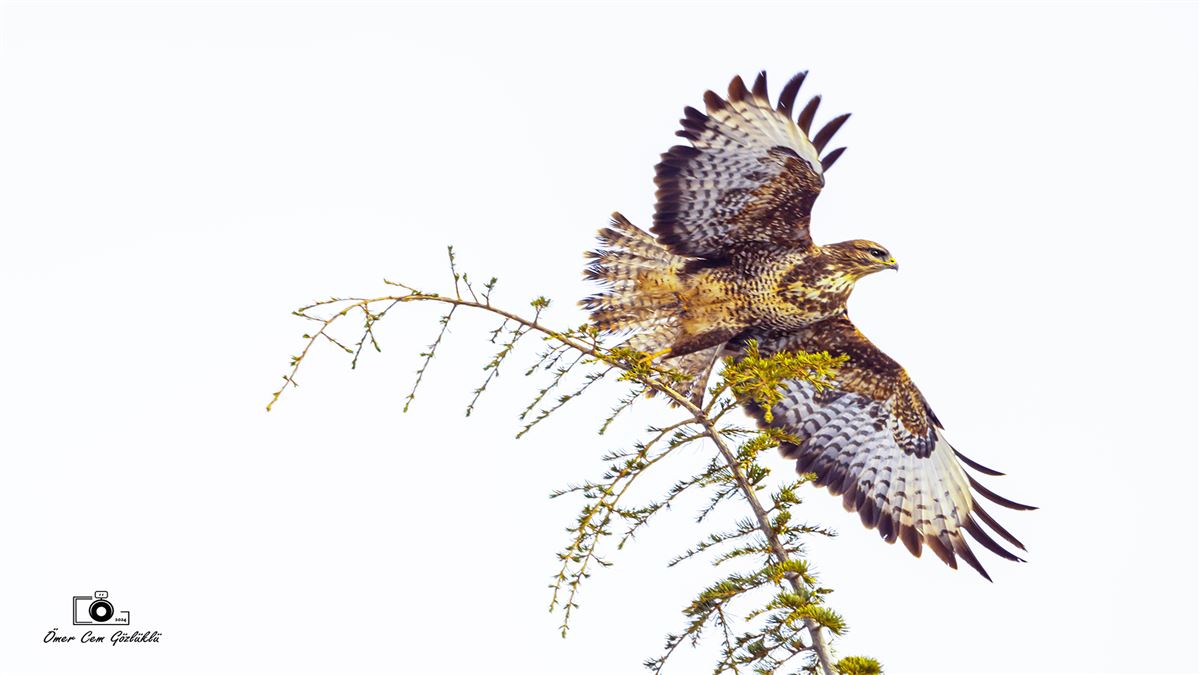 Common Buzzard